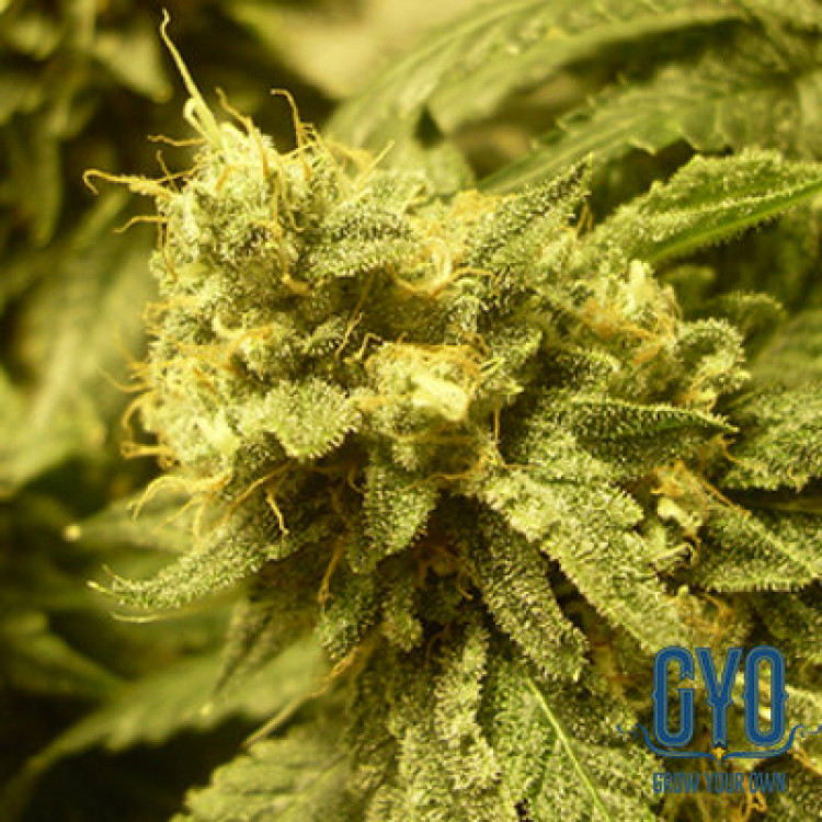 Big Buddha Tahoe Feminised Weed Seeds