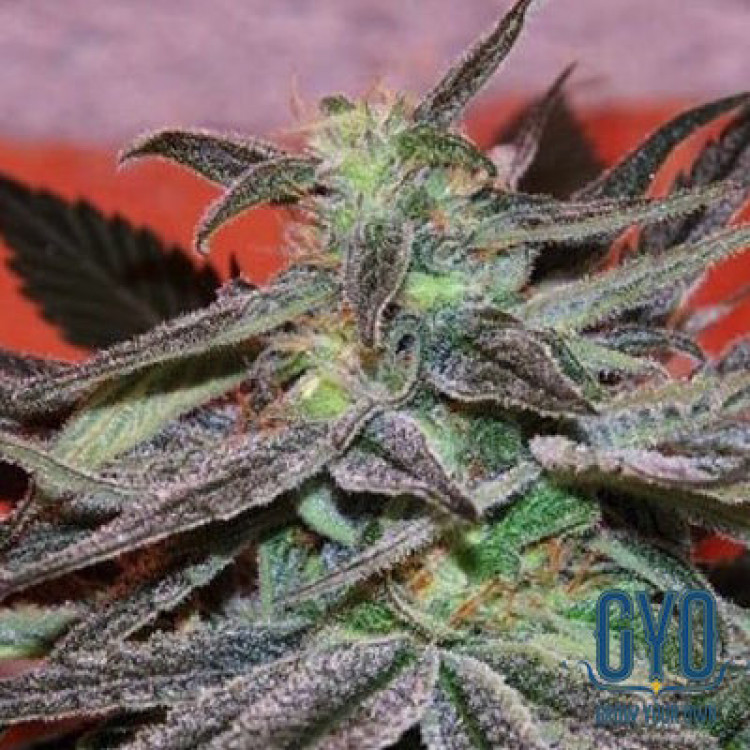 Cannabiogen Panama DC Regular Weed Seeds