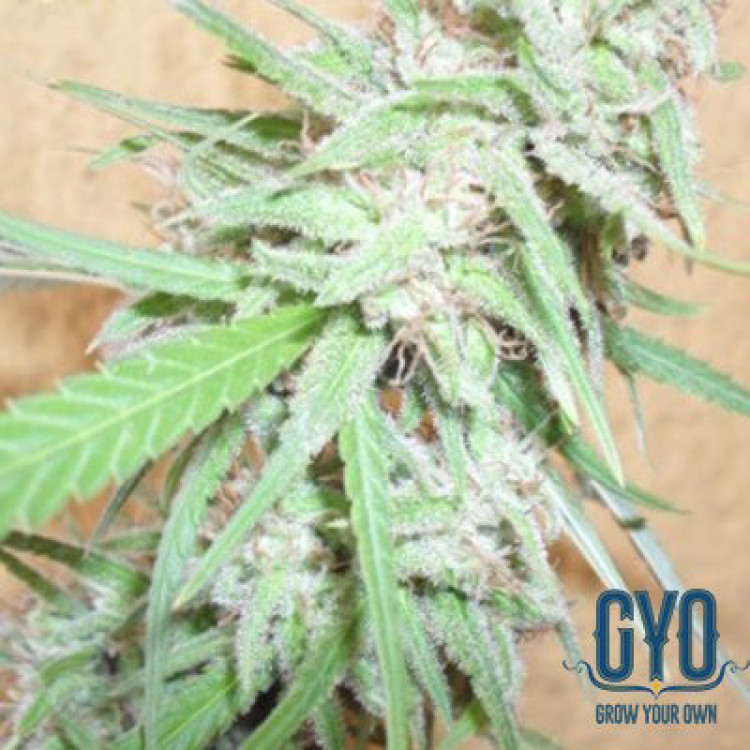 Dr Krippling Spinning Buzz Kick Auto Feminised Weed Seeds