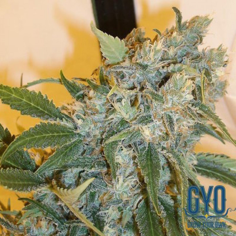 Dutch Passion Strawberry Cough Feminised Weed Seeds