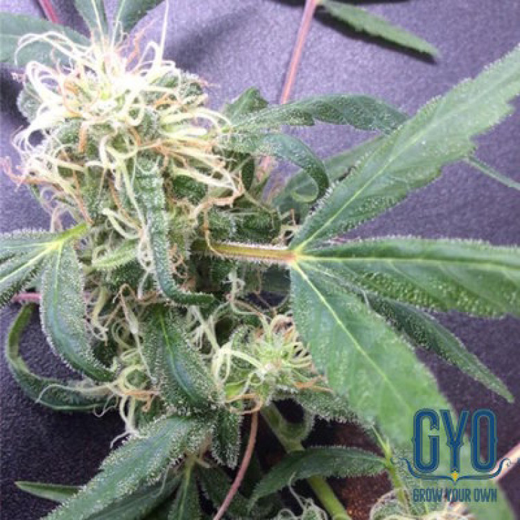 GYO Seeds Afghani Auto Cannabis Seeds