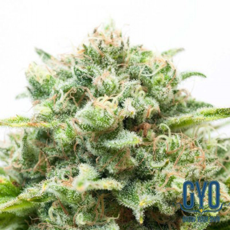 GYO Seeds Diesel Auto Feminised Cannabis Seeds