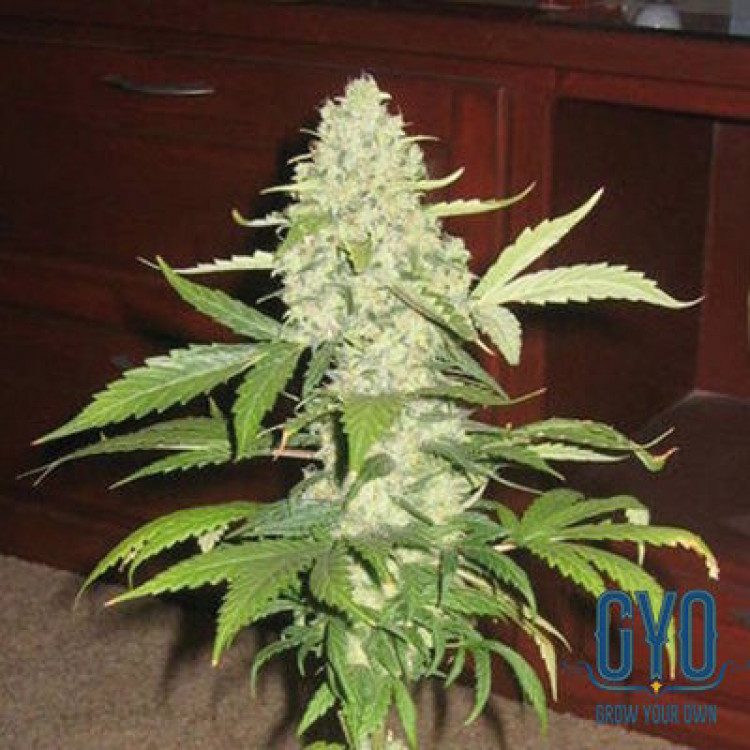 Mr Nice Early Skunk x Haze Regular Weed Seeds
