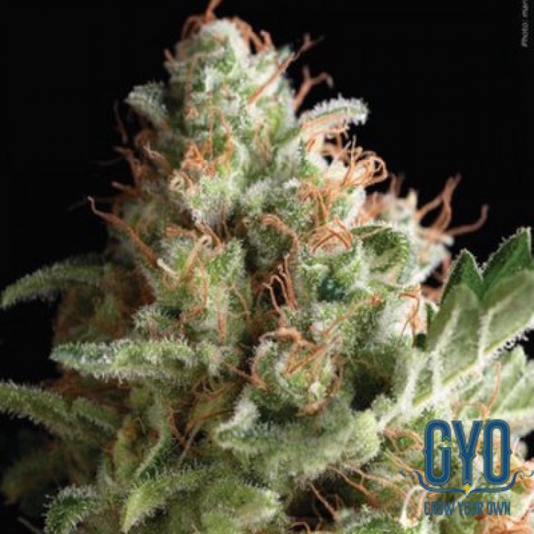 Pyramid American Pie Auto Feminised Cannabis Seeds