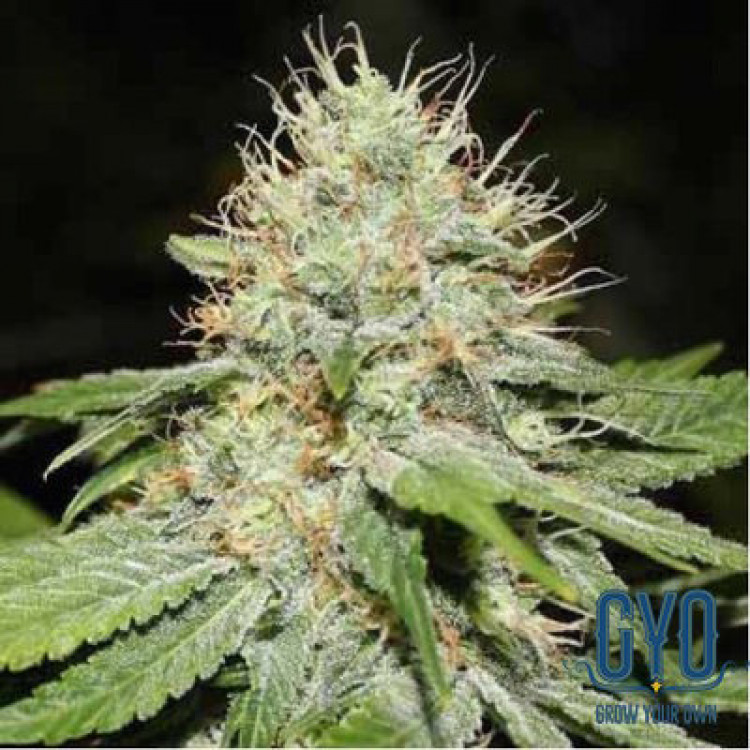 Spliff Seeds Sweet n Sour Feminised Marijuana Seeds