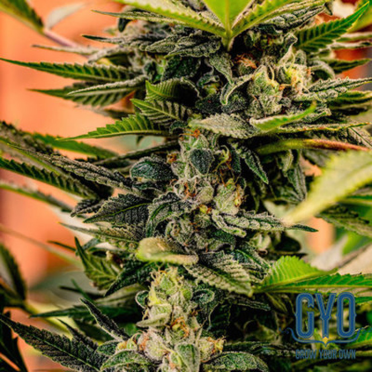TGA Seeds Doctor Who Regular Marijuana Seeds