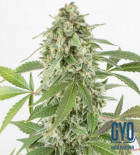 White Widow Auto