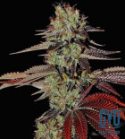 King's Kush Auto