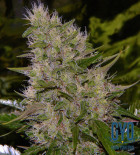 Critical Mass