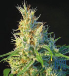 Psicodelicia