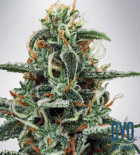 White Widow