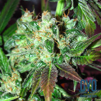 Orange Bud