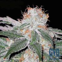 White Widow