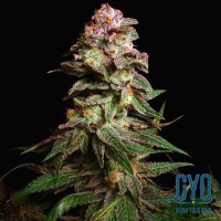 Querkle
