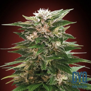 Advanced Seeds Kaya 47 Feminised Weed Seeds