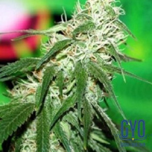 Bomb Seeds Buzz Bomb Regular Weed Seeds