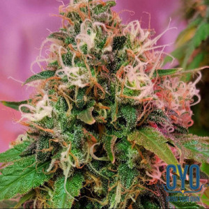 CBD OG Kush