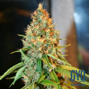 Delicious Seeds Critical Kali Mist Feminised Weed Seeds
