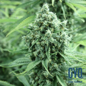 Devils Harvest Dazy Jones Regular Weed Seeds