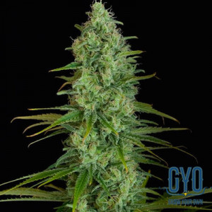 Dinafem Critical Jack Feminised Weed Seeds