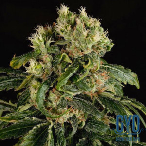 Dinafem Santa Sativa Feminised Weed Seeds