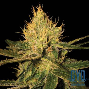 DNA Genetics Cannalope Haze Feminised Weed Seeds