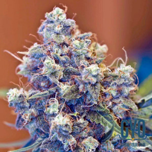 Female Seeds Iced Grapefruit Feminised Weed Seeds
