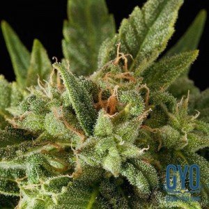 Fruit Autoflowering