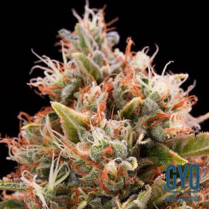 Humboldt Seeds Chemdawg Feminised Weed Seeds