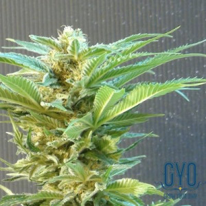 Kannabia Seeds Thai Fantasy Feminised Weed Seeds