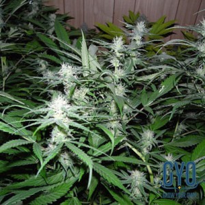 Mr Nice National Health Service Regular Cannabis Seeds