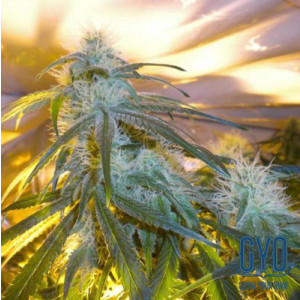 Mr Nice The Stones Regular Cannabis Seeds
