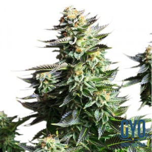 Royal Queen Seeds Amnesia Haze Feminised Cannabis Seeds