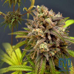 Royal Queen Seeds Royal Highness Feminised Cannabis Seeds