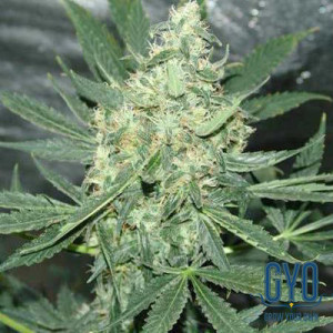 Sativa Seeds Hawaii Maui Waui Feminised Weed Seeds
