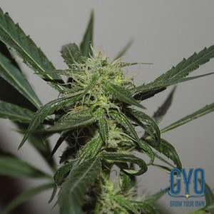 Seedsman Early Durban Reguar Marijuana Seeds