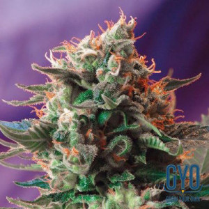 Sweet Seeds Jack 47 Feminised Cannabis Seeds