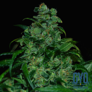 VIP Seeds Tank Feminised Cannabis Seeds