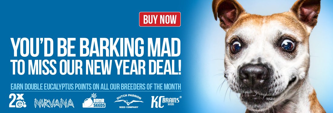 Marijuana Seed Breeders of the Month