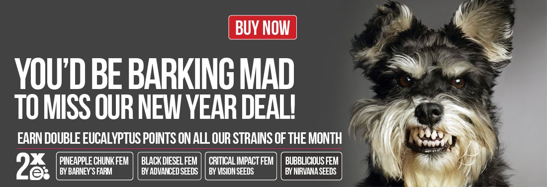 Marijuana Seeds Strains of the Month