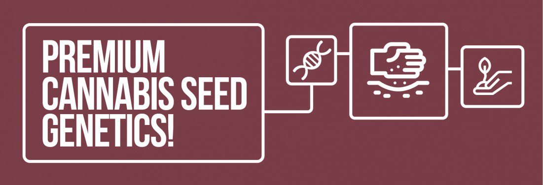 Premium Marijuana Seed Genetics from GYO Seedbank