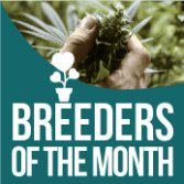 GYO Seedbank | Cannabis Seed Breeders of the Month